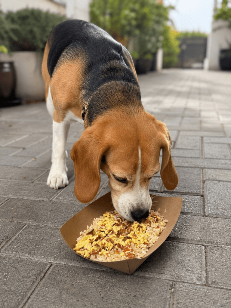 DOG MEAL - Beagle Breakfast